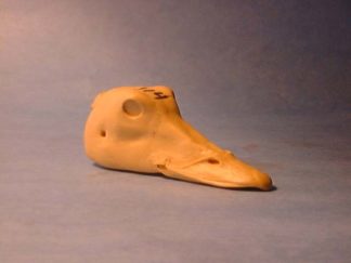 EIDER SPECTACLED HEN #114 reference cast heads