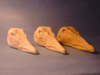 GOOSE SNOW study cast #100