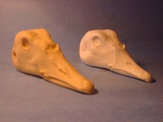 GOOSE WHITEFRONT XL TULE study cast
