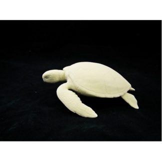 Green Sea Turtle by Josh Guge, Study Cast