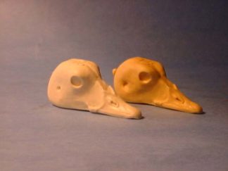 HARLEQUIN HEN study cast #74