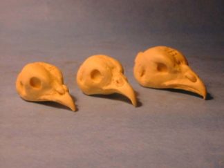PARTRIDGE, HUNGARIAN study cast