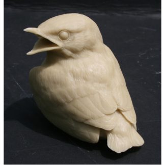 Bluebird, baby birds - by R. Martin study cast