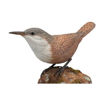 Wren, Canyon, Jerry Simchuk