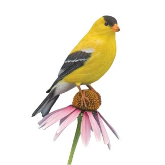 Goldfinch, American, Jerry Simchuk