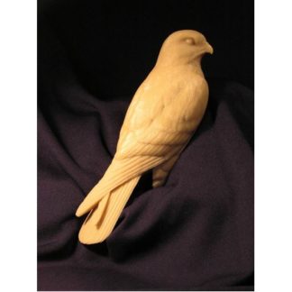 HAWK, Kestrel, American Jerry Simchuk study cast