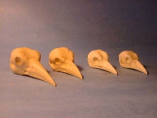 JAY BLUEJAY study cast