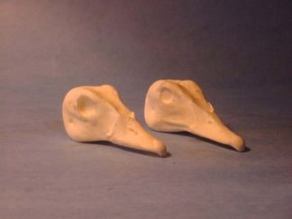 MANDARIN DUCK DRAKE study cast