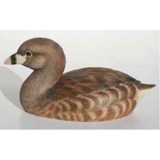 Grebe, Pied-billed 1/2 size, by R. Martin study cast