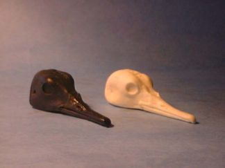 MERGANSER HOODED HEN study cast