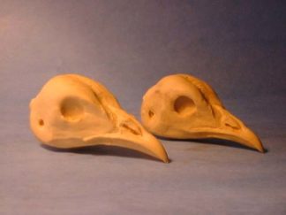 PEA COCK study cast