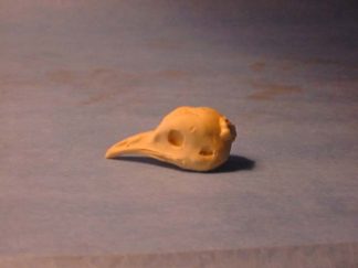 PERDIZ (SPOTTED TINAMOU) study cast #218