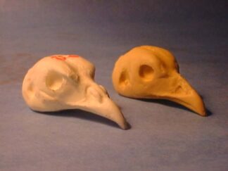 PHEASANT GOLDEN study cast
