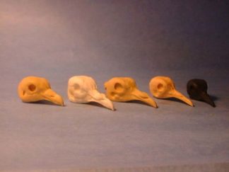PIGEON EUROPEAN WOOD study cast