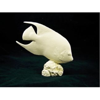 Queen Angel Fish by Josh Guge, Study Cast