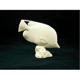 Saddleback Butterfly Fish by Josh Guge, Study Cast
