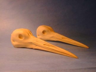 SANDHILL CRANE MEDIUM study cast