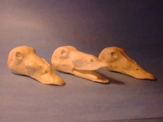 SCOTER SURF DRAKE OPEN MOUTH study cast