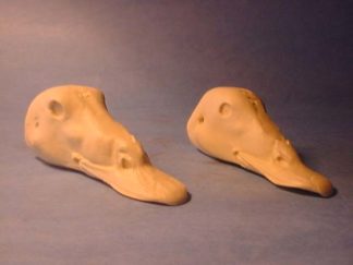SCOTER WHITEWINGED SCOTER HEN study cast