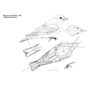Tanager, Western Male Jerry Simchuk study Pattern
