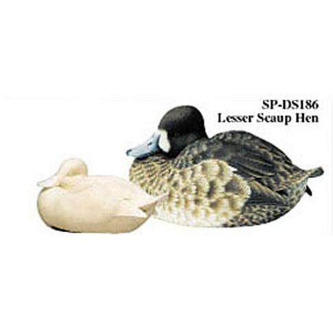 Lesser Scaup, Hen, Study Cast