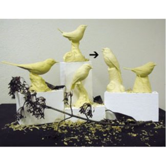 Blue & White Flycatcher Study Cast