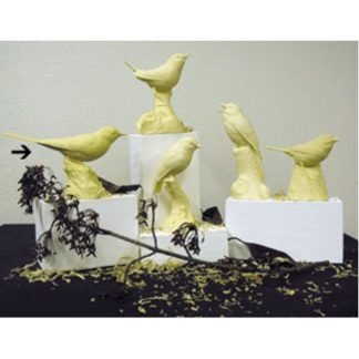WHITE WAGTAIL Study Cast