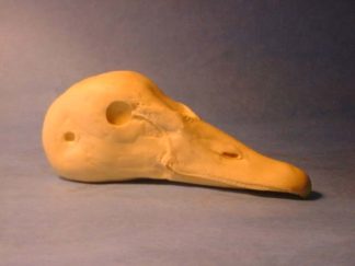 SWAN BLACK NZ. study cast