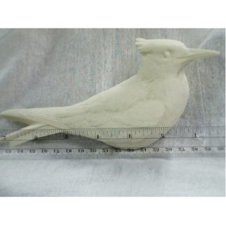 Tern, Royal - Bob Guge study cast
