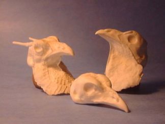 TEMMINCKS TRAGOPAN W/BIB study cast #204
