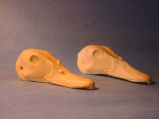 TREE DUCK WHITE FACE study cast