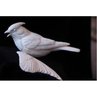 CEDAR WAXWING, Open Wing- Bob Guge study cast