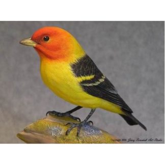 Tanager, Western Male, Jerry Simchuk study cast