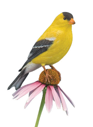 KIT-AMERICAN GOLDFINCH Tupelo WOOD CARVING KIT, Jerry Simchuk