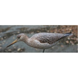 Yellowlegs, Greater- by R. Martin study cast