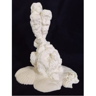 Caribbean coral habitat by Josh Guge, Study Cast