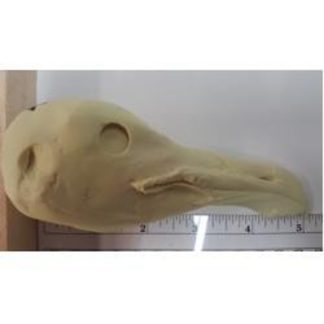 GULL, HERRING , JUVENILE study cast #737 reference cast heads