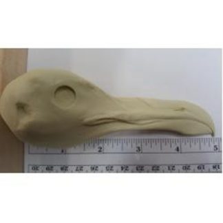 GULL, HERRING, ADULT MALE study cast #931 reference cast heads