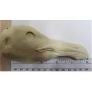 GULL, GREAT BLACK BACK, ADULT MALE study cast #936