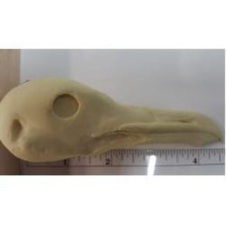 GULL, LAUGHING ADULT FEMALE study cast #938 reference cast heads