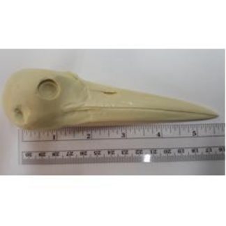 Stork, Abdems study cast #709