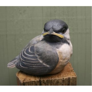 Chickadee, baby birds - by R. Martin study cast