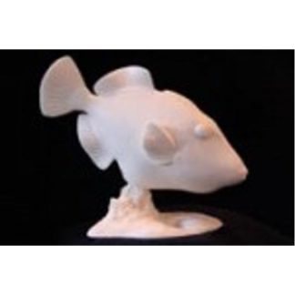 Trigger Fish - Picasso by Josh Guge, Study Cast