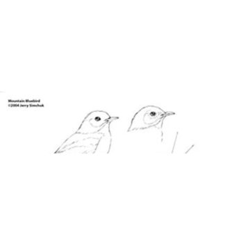 Bluebird, Mountain Male, Jerry Simchuk Pattern