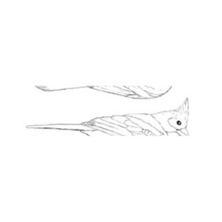 CARDINAL, NORTHERN Jerry Simchuk Pattern