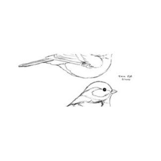 Chickadee, Black-Capped Jerry Simchuk Pattern