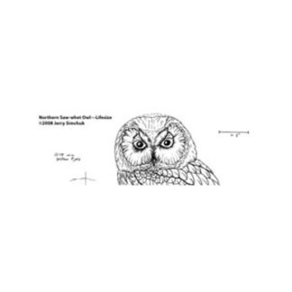 Owl, Saw-whet, Jerry Simchuk Pattern