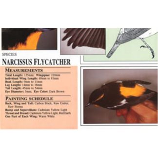 Harou Uchiyama Songbird Patterns Narcissus Flycatcher