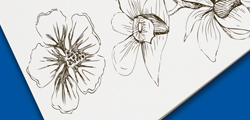 Illustration Boards