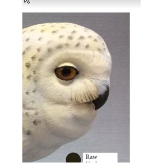 Snowy Owl Color Card Al Jordan